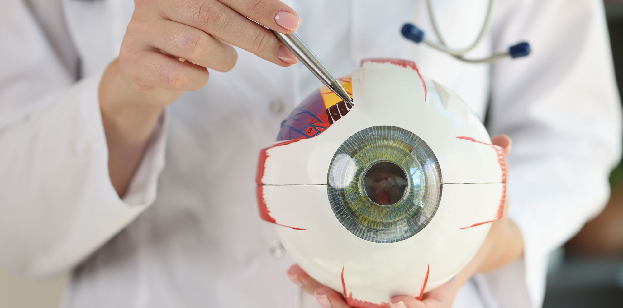 Doctor ophthalmologist holding human eye anatomical model and pointing by pen.